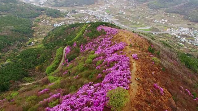 鸟瞰图的永chwisan山与杜鹃花在春天视频素材