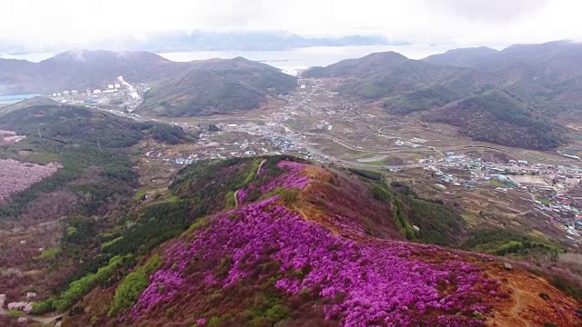 鸟瞰图的永chwisan山与杜鹃花在春天视频素材