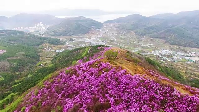 鸟瞰图的永chwisan山与杜鹃花在春天视频素材