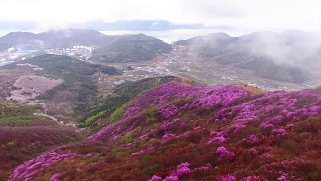 鸟瞰图的永chwisan山与杜鹃花在春天视频素材