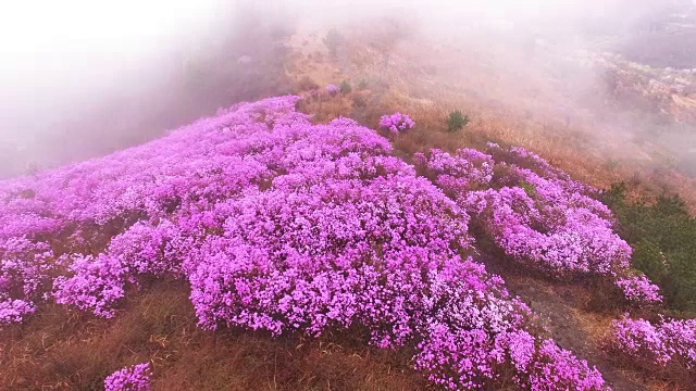 春天的荣chwisan山与杜鹃花和云海视频素材