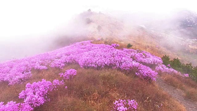 春天的荣chwisan山与杜鹃花和云海视频素材