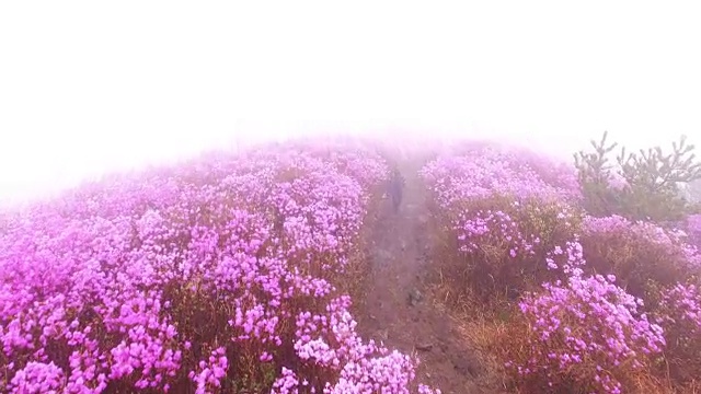 春天的荣chwisan山与杜鹃花和云海视频素材