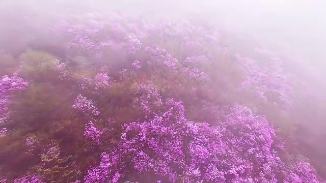 鸟瞰图的永chwisan山与杜鹃花和云海在春天视频素材