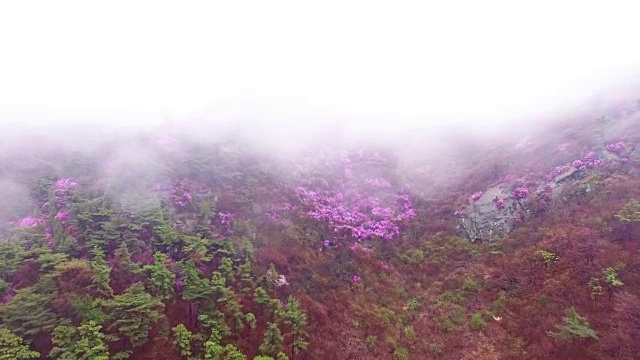 鸟瞰图的永chwisan山与杜鹃花和云海在春天视频素材