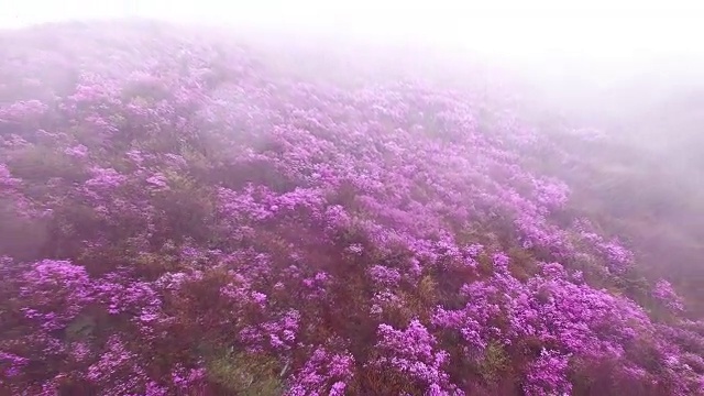 鸟瞰图的永chwisan山与杜鹃花和云海在春天视频素材