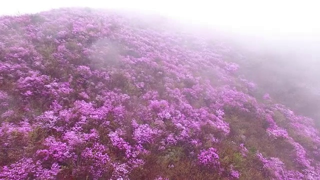 鸟瞰图的永chwisan山与杜鹃花和云海在春天视频素材