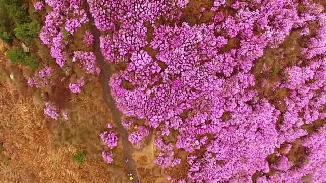 直接俯瞰永chwisan山与杜鹃花在春天视频素材