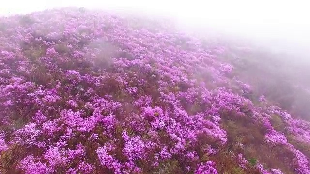 鸟瞰图的永chwisan山与杜鹃花和云海在春天视频素材