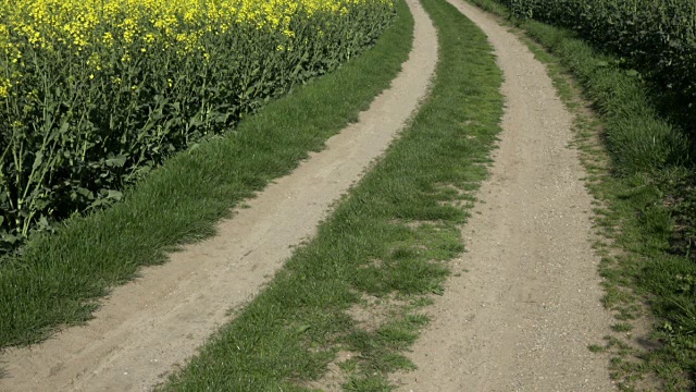 涂乡公路在油菜田风力发电视频素材