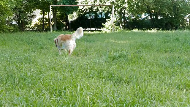 金毛猎犬四处走动视频素材