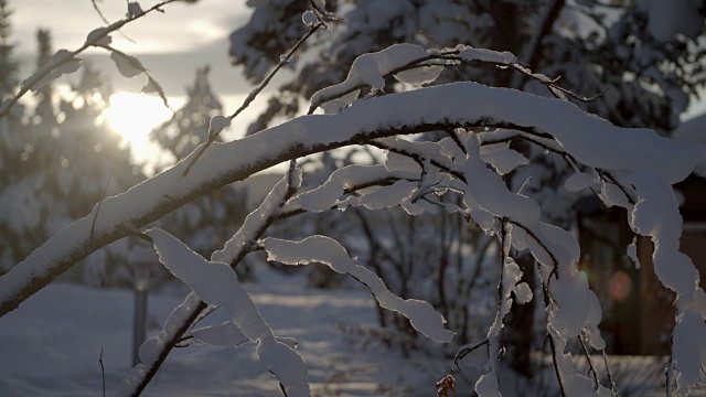 阳光下白雪覆盖的树枝/尤卡斯亚维，瑞典视频素材