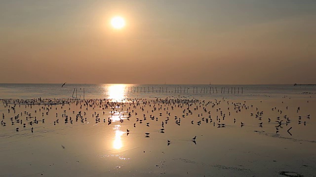 在泰国邦浦的海滩上，日落时飞翔的海鸥视频素材