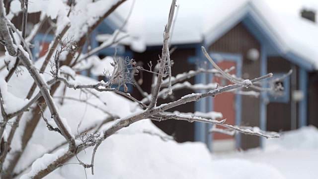 雪覆盖的树枝和小屋/ Jukkasjarvi，瑞典视频素材