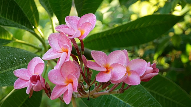 粉色花朵鸡蛋花视频素材