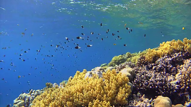 红海的珊瑚礁上有许多五颜六色的鱼视频素材