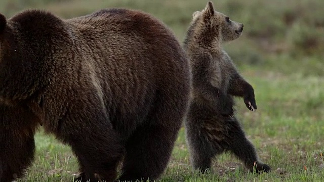 一头灰熊(Ursus arctos horribilis)带着一只小灰熊穿过一片草地走向镜头视频素材