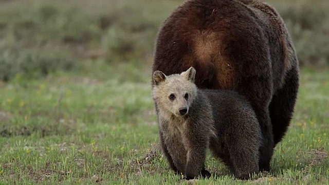 一头灰熊(Ursus arctos horribilis)带着一只小灰熊穿过一片草地走向镜头视频素材