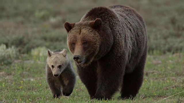 一头灰熊(Ursus arctos horribilis)带着一只小灰熊穿过一片草地走向镜头视频素材