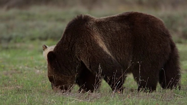 MS拍摄到一头灰熊(Ursus arctos horribilis)带着一只小灰熊穿过草地走向镜头视频素材