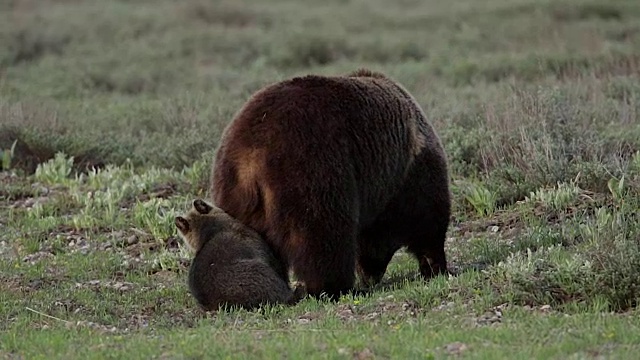 这是一只灰熊(Ursus arctos horribilis)母猪带着一只年度幼仔在草地上散步的照片视频素材