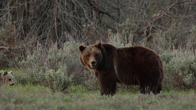 这张照片拍摄的是一只灰熊(Ursus arctos horribilis)和一只小灰熊在草地上玩耍视频素材