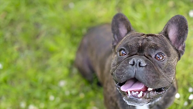 有趣的斗牛犬视频素材