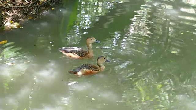 鸭子在水里游泳。视频素材