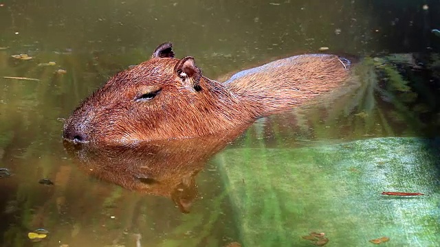 水豚在池塘视频下载