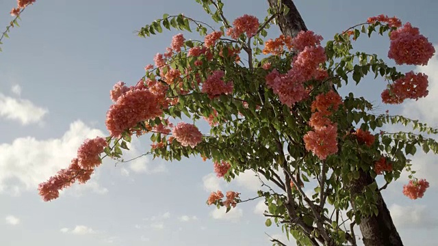 海岸边一棵树上的粉红色花朵/巴巴多斯，加勒比视频素材