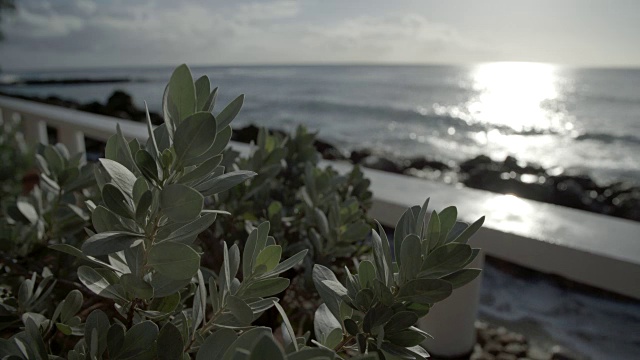 灌木丛与海浪拍打海岸/巴巴多斯，加勒比视频素材