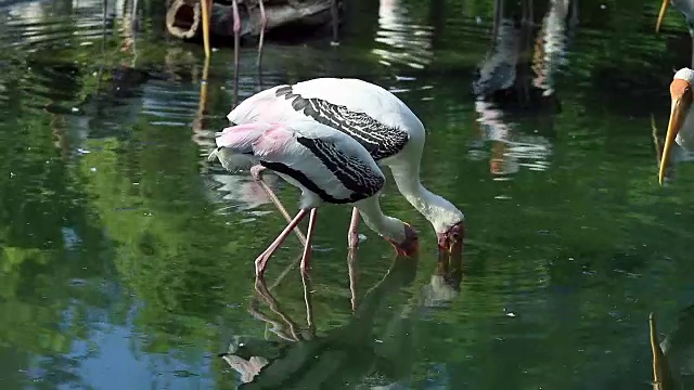 池塘里的画鹳视频素材