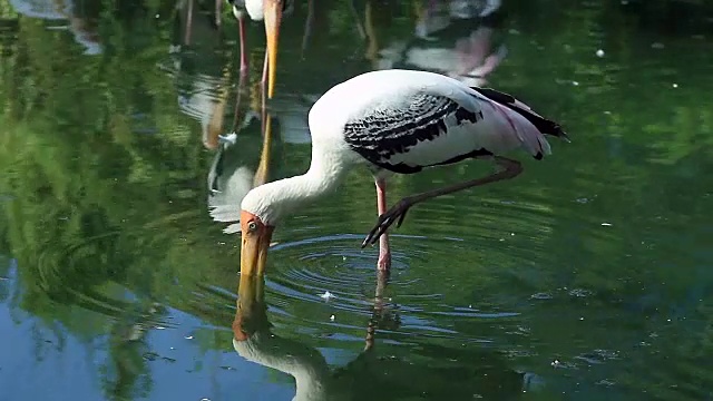 池塘里的画鹳视频素材