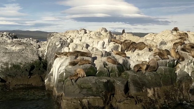 海狮群视频素材