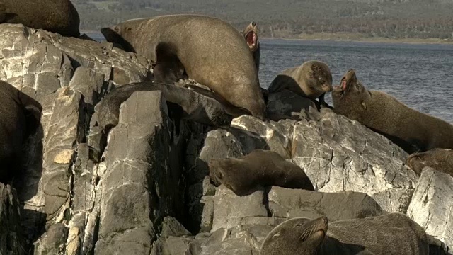 海狮的特写视频素材