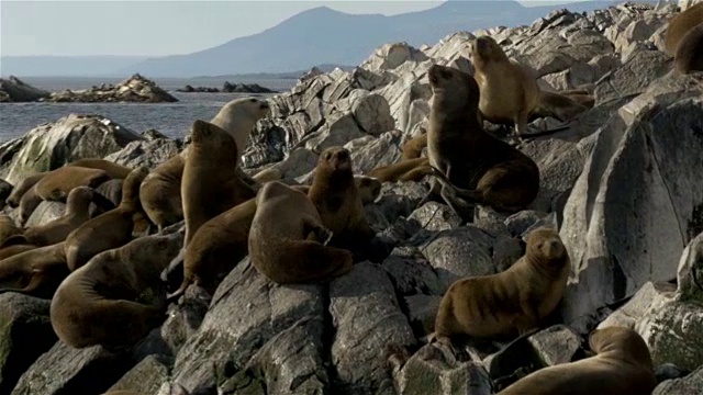 比格尔海峡的海狮群视频素材