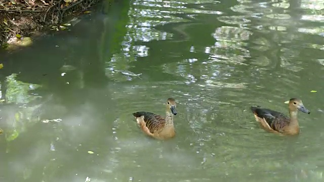 鸭子在水里游泳。视频素材