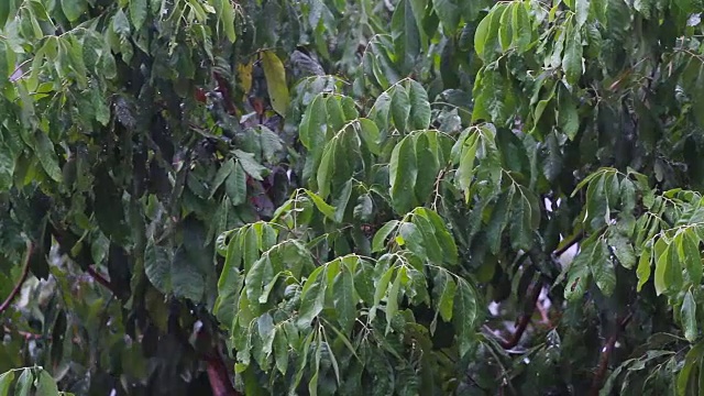 在雨季，雨落在绿树上视频素材