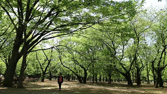 代代木公园视频下载