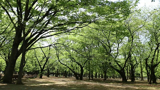 代代木公园视频素材