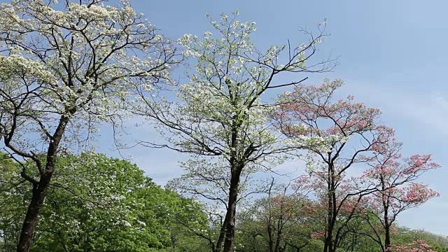 代代木公园视频下载