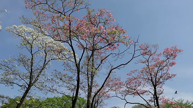 代代木公园视频素材