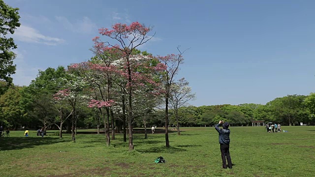 代代木公园视频下载