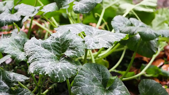 雨落在南瓜叶上视频素材