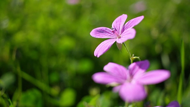 春天的花朵视频素材