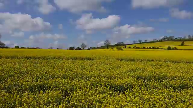 油菜籽田-鸟瞰图视频素材