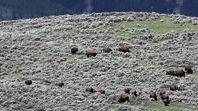 怀俄明州黄石国家公园，野牛群在山艾树山坡上吃草视频素材