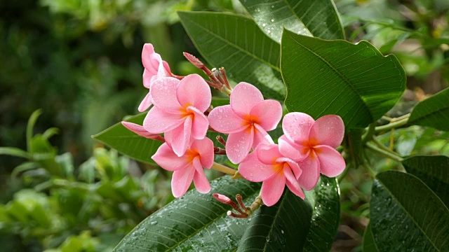 粉色花朵鸡蛋花视频素材