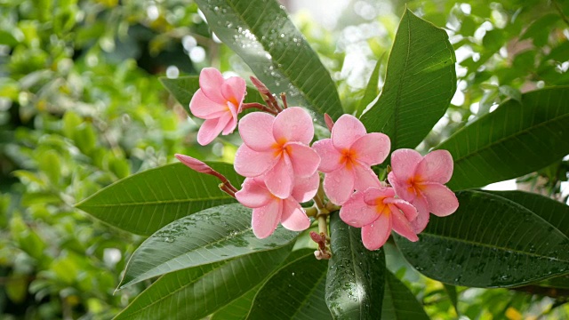 粉色花朵鸡蛋花视频素材