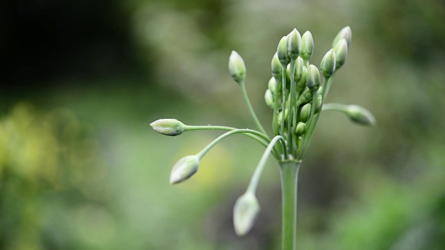 花蜜西库伦亚斯普. 布尔加里库姆芽 （金丝花蜜）视频素材